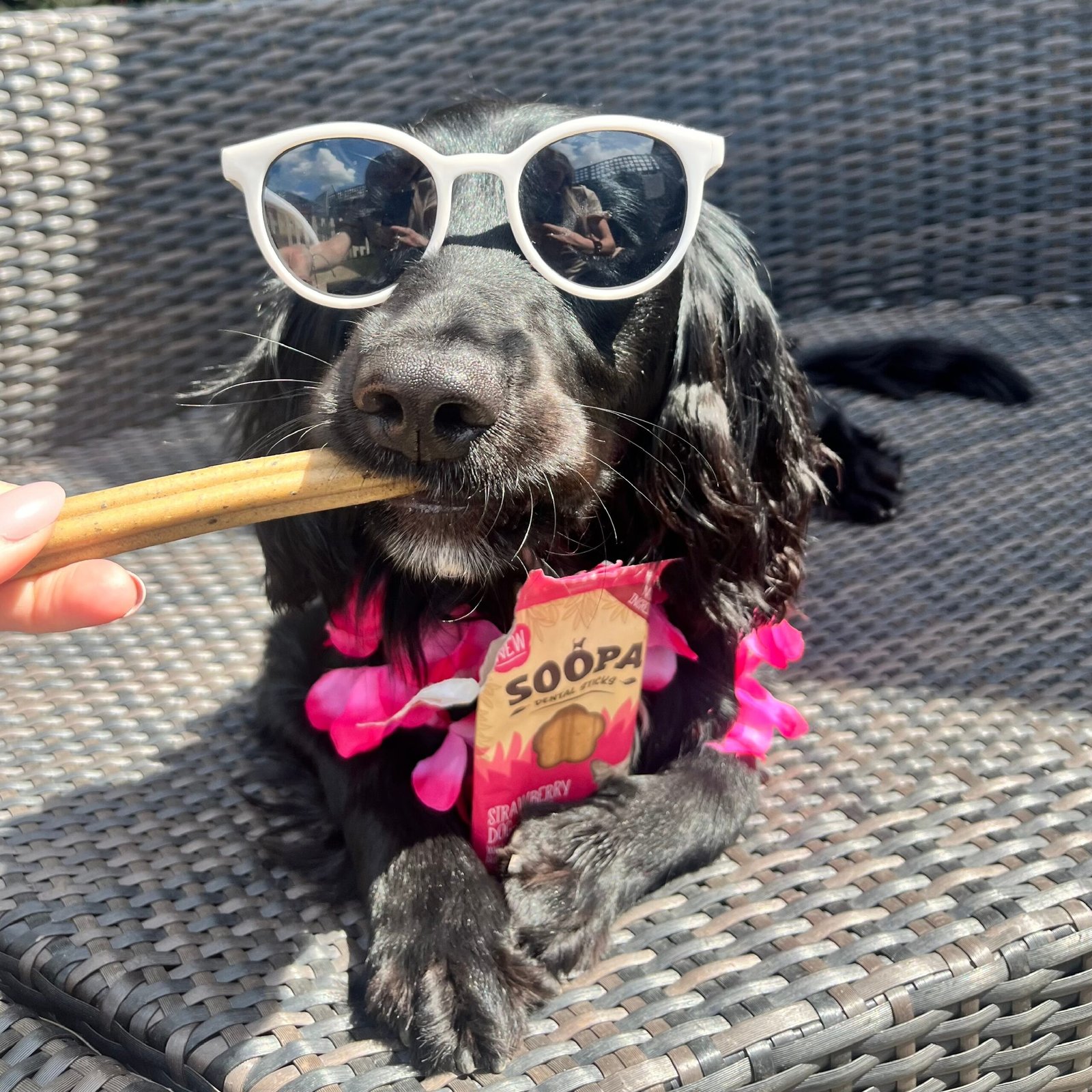 SOOPA Dog-Quiri